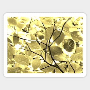 Sunlit Leaves Sticker